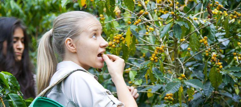 Kávérágás Kávérágás