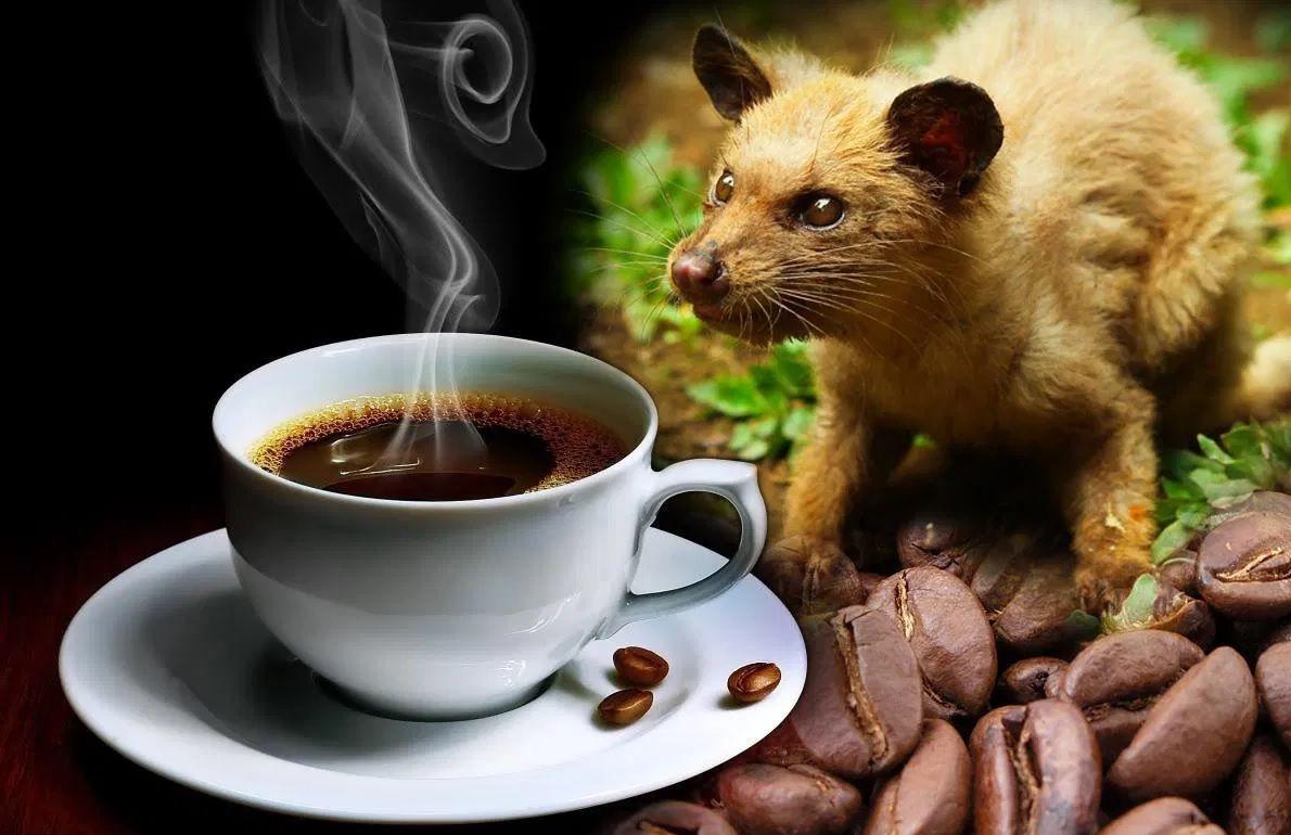 Cibetmacska - medve - Kopi Luwak kávé Cibetmacska - medve - Kopi Luwak kávé