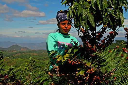 Kávészüret Kávészüret