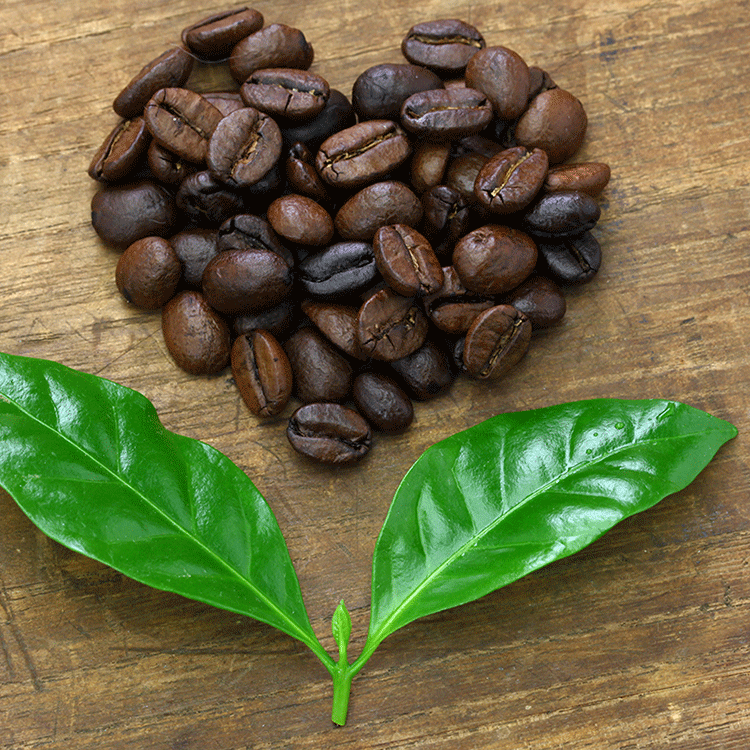 I love coffee - Szeretem a kávét I love coffee - Szeretem a kávét