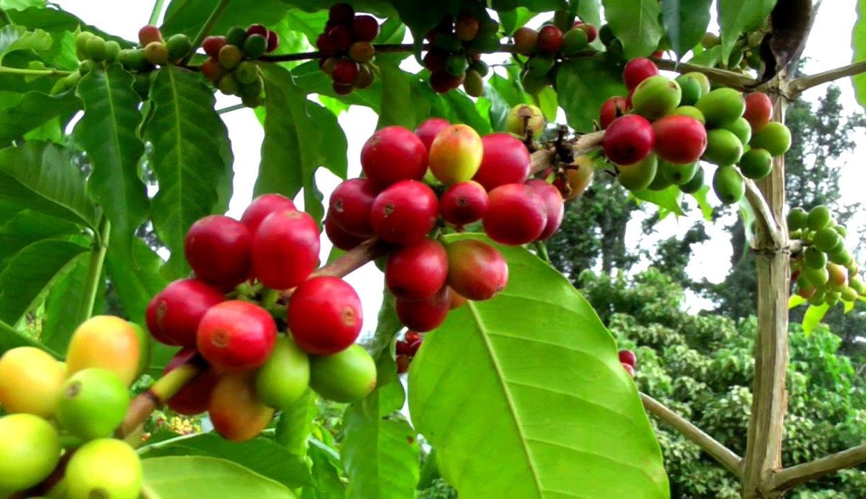 Vadkávé a túlélésért Vadkávé a túlélésért