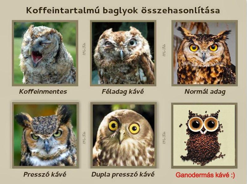 Kávé és a baglyok Kávé és a baglyok