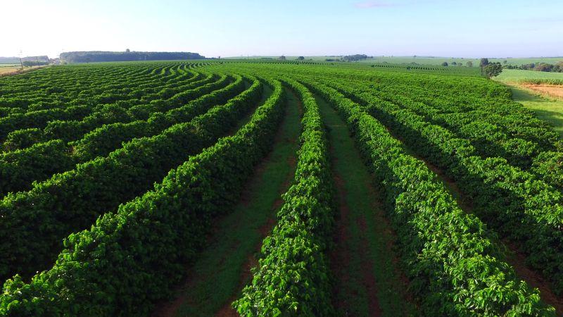 Kávéültetvény Kávéültetvény