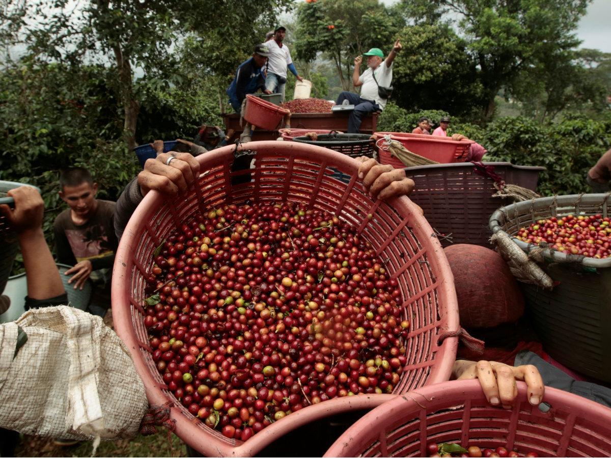 Fairtrade kávészüret Fairtrade kávészüret