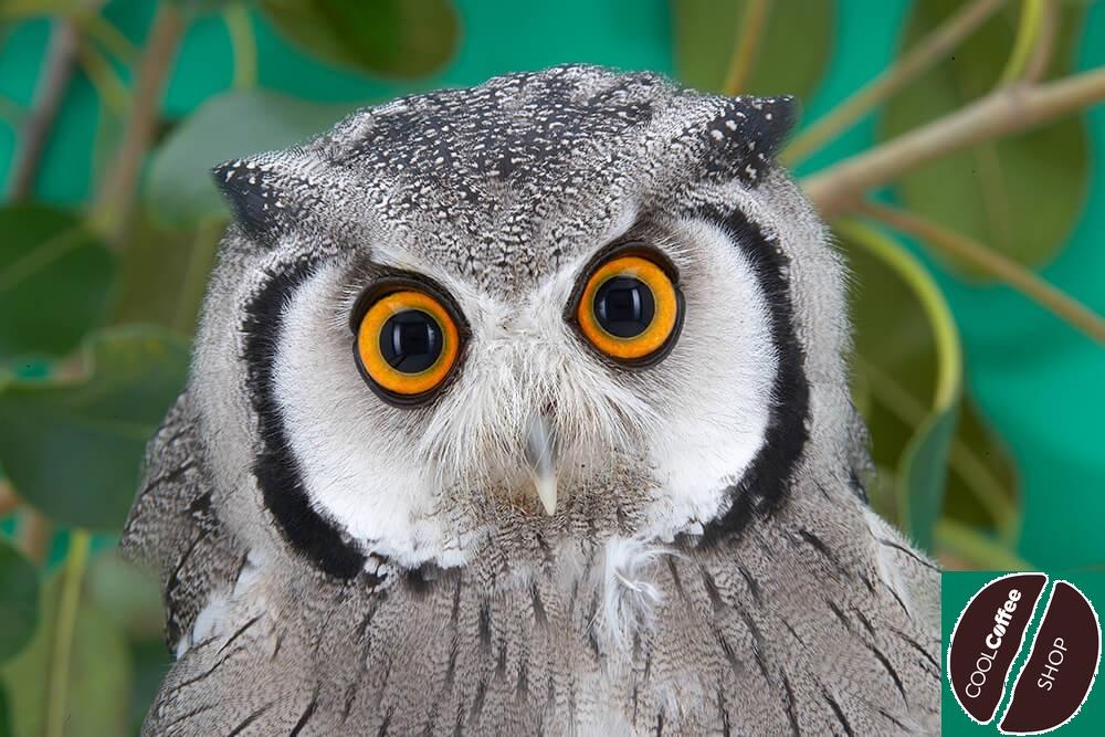 Koffein hatása - nincs horkolás, nincs alvás Koffein hatása - nincs horkolás, nincs alvás