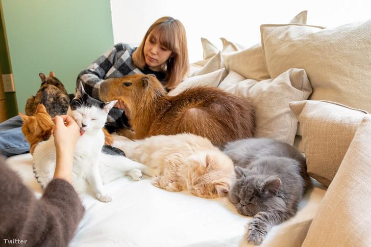 Kapibarával lehet kávézni Japánban Kapibarával lehet kávézni Japánban