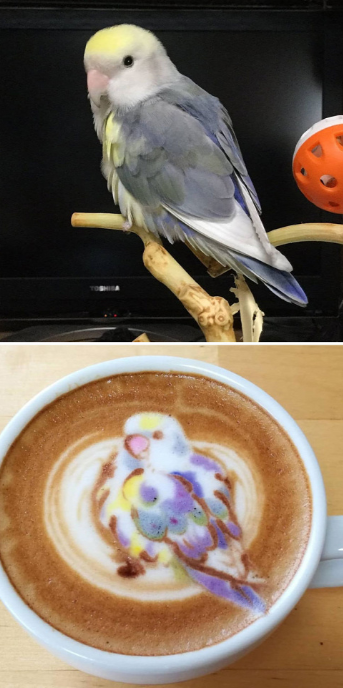 Papagáj modell a képen és a kávéhabon Papagáj modell a képen és a kávéhabon