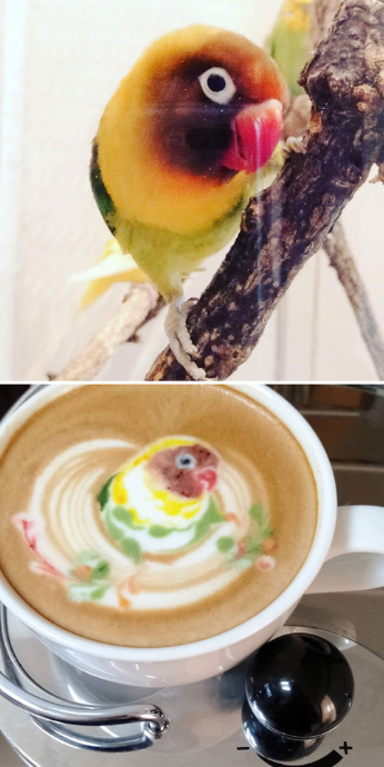 Gyönyörű színek, gyönyörű madárkák, gyönyörű kávé Gyönyörű színek, gyönyörű madárkák, gyönyörű kávé