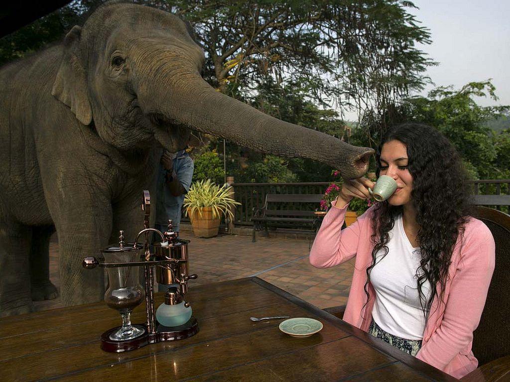 Black Ivory Coffee - A világ egyik legdrágább kávéja Black Ivory Coffee - A világ egyik legdrágább kávéja