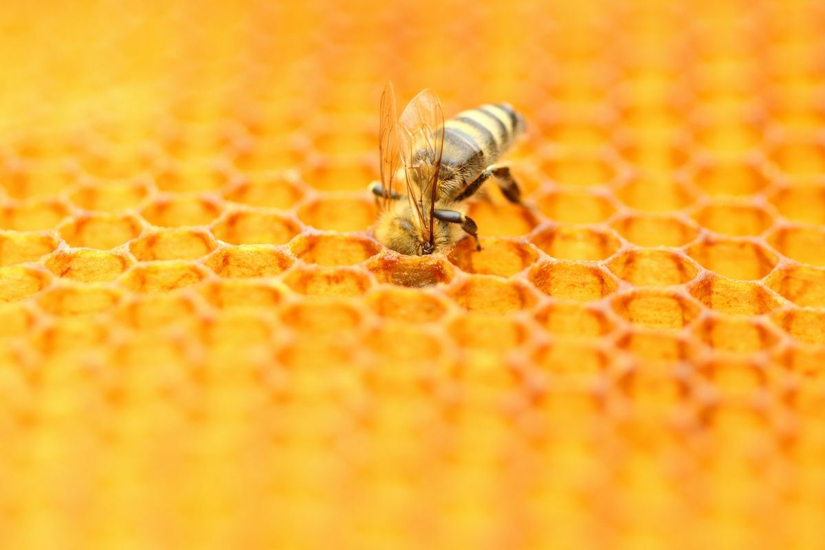 Szorgos méhecske gyűjti a mézet
