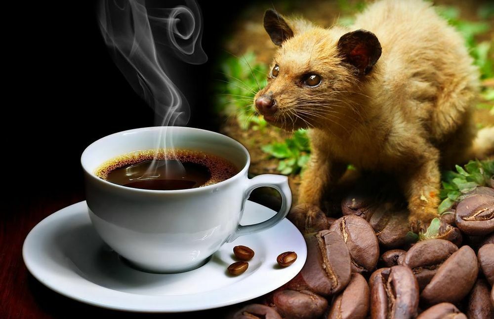 Cibetmacska kávé - Kopi luwak