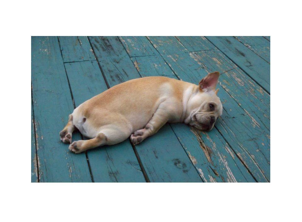 Álmos kutya - tavaszi fáradtság - a legjobb ellenszer a finom kávé Álmos kutya - tavaszi fáradtság - a legjobb ellenszer a finom kávé