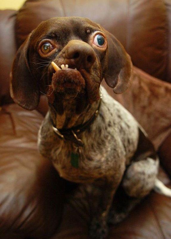 Ne kelljen ugatnom, mert azt mindannyian megbánjuk! Ne kelljen ugatnom, mert azt mindannyian megbánjuk!