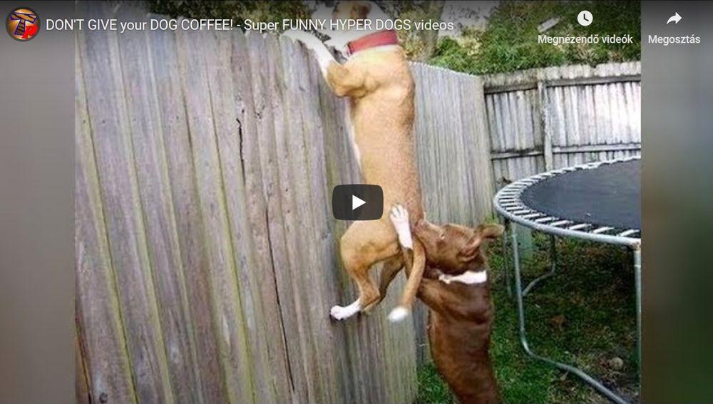 Ezért ne adj kávét a kutyádnak! Ezért ne adj kávét a kutyádnak!