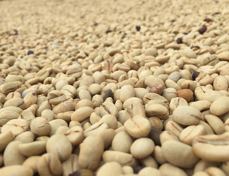 Ínycsiklandozó kávészemek Ínycsiklandozó kávészemek