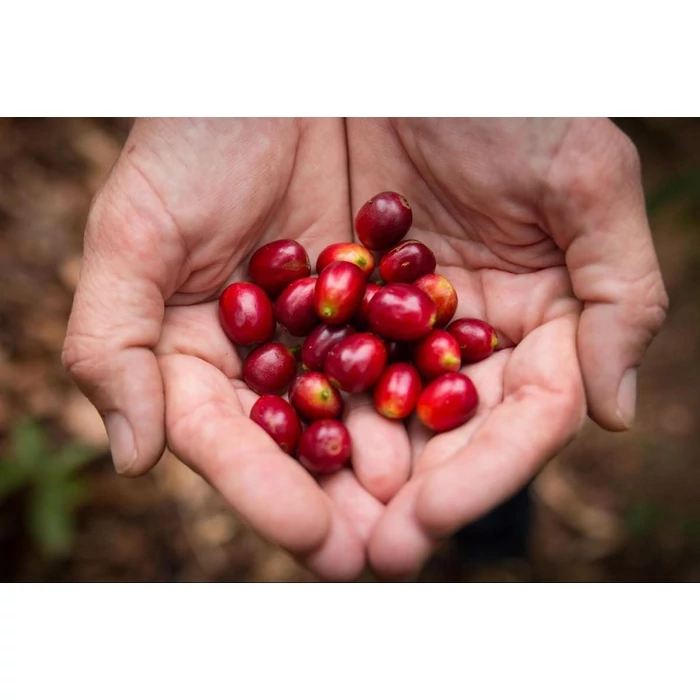 Kevesen tudják, milyen hatással van a kávé a bélflóránkra