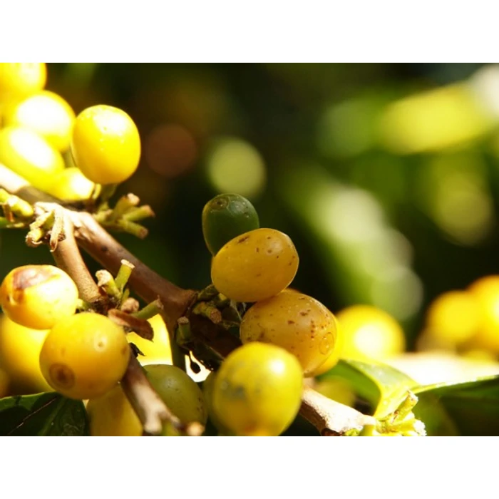 Leszoknál a dohányzásról? Szagold a kávét!