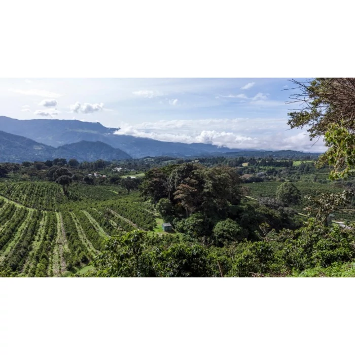 Hogyan befolyásolja a termesztési magasság a kávé ízét?